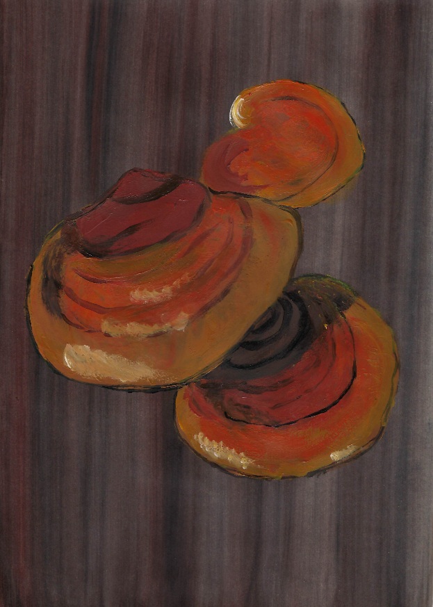 reishi_slika